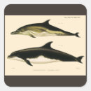 Search for marine mammal stickers Dolphins