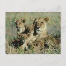Search for low lying postcards Lion