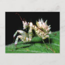 Search for adaptation postcards Animal