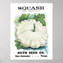 Search for squash posters Vegetable