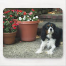 Search for cavalier king charles spaniels mousepads Cute