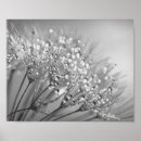 Search for dandelion art Black and white