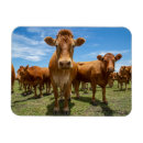 Search for bulls magnets Beef