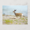 Search for beach baby postcards Fawn