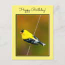 Search for american goldfinch postcards Bird