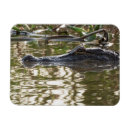 Search for swamp magnets Louisiana
