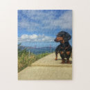 Search for golden puzzles Puppy