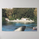 Search for nautilus posters Sea