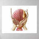 Search for posterior posters Physiology
