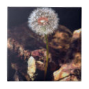 Search for dandelion tiles Blossom