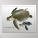 Search for kemp Sea turtle