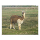 Search for alpaca art Pet