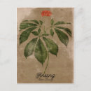 Search for herbal postcards Herbs