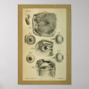 Search for human eye Anatomy