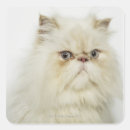 Search for persian cats stickers Cute