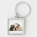 Search for english bulldog gifts Animal