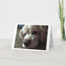 Search for compass pet supplies Sympathy