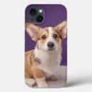 Search for corgi puppy iphone cases Canine