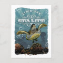 Search for turtle postcards Coral