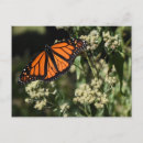 Search for butterfly garden postcards Nature