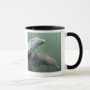 Search for dolphin swimming mugs Nature