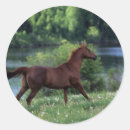 Search for thoroughbred horse stickers Standing