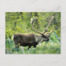 Search for caribou postcards Wildlife