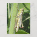 Search for green cricket postcards Summer
