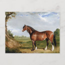 Search for stallion postcards Vintage