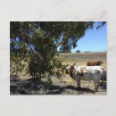 Search for steer postcards Cattle