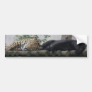Search for jaguars bumper stickers Animals