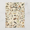 Search for vintage insect illustration postcards Nature