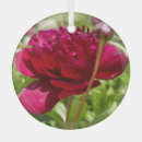 Search for tree peony Flowers