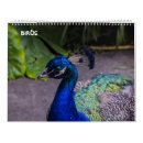 Search for peacock calendars Swan