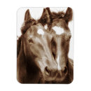 Search for horse magnets Animals