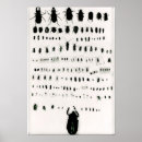Search for beetle bug posters Bugs