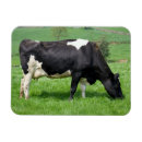 Search for holstein magnets Cow