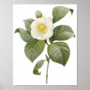 Search for japonica posters Botanical