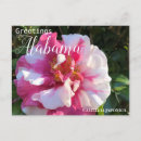 Search for camellia flower postcards Alabama