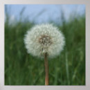 Search for blue dandelion posters Seeds
