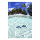 Search for secluded posters Tropical