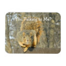 Search for squirrels magnets Nature