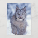 Search for animals of north america postcards Alaska