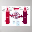 Search for blood chart posters Arteries