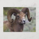 Search for rams postcards Wildlife