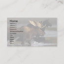 Search for moose business cards Nature