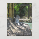 Search for floridian postcards Tampa