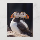 Search for pair postcards Birds