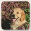 Search for retreivers barware Flat coated golden