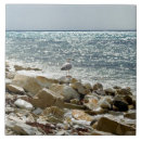 Search for seagull tiles Coast